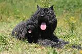 BOUVIER DES FLANDRES 490